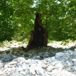 balazsh 2011
